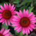 Ехинацея p. 'Bright Rose' 