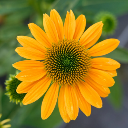 Ехинацея p. 'LakotaTM Yellow' 