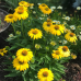 Ехинацея p. 'LakotaTM Yellow' 