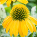 Ехинацея p. 'LakotaTM Yellow' 