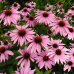 Ехинацея p. 'Magnus' 