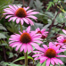 Ехинацея p. 'Magnus' 