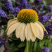 Ехинацея p. 'Mellow Yellow'