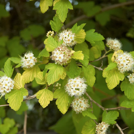 Фисокарпус opulif. 'Luteus'