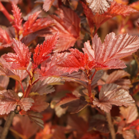 Фисокарпус opulif. Red Baron