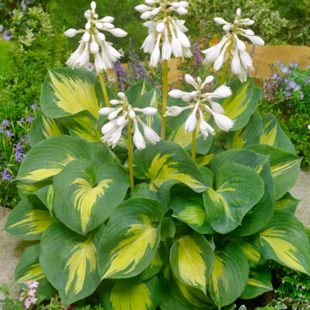 Хоста 'Beach Boy'