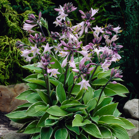 Хоста 'Francee'