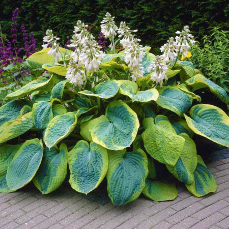 Хоста 'Frances Williams'