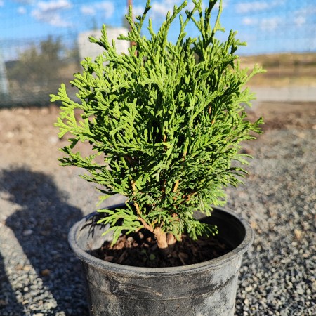 Туя "Тайни Тин"