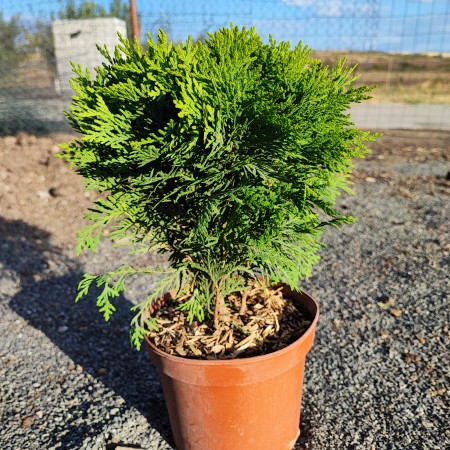 Thuja occidentalis „Danica“