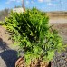 Thuja occidentalis „Danica“