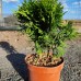 Thuja occidentalis „Danica“