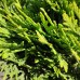 Thuja occidentalis „Danica“