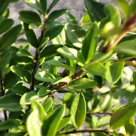 Лоницера(Lonicera Nitida)