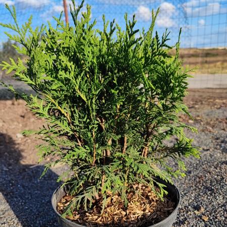Thuja Occidentalis Globosa