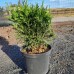 Thuja Occidentalis Globosa