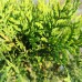 Thuja Occidentalis Globosa