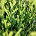 Thuja Occidentalis Globosa