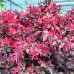 Loropetalum chin. 'Fire Dance' 