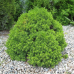 Picea glauca 'Alberta Globe'