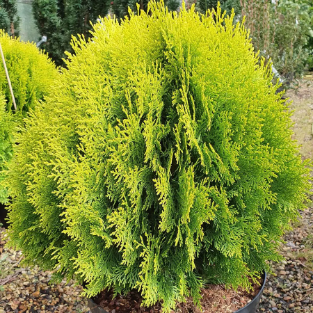 Thuja orientalis 'Aurea Nana'