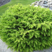 Picea abies 'Nidiformis' Picea abies 'Nidiformis'