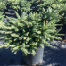 Picea abies 'Nidiformis' Picea abies 'Nidiformis'