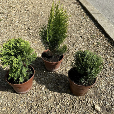 Пакет Иглолистни растения (Туя "Даника" ➕ Туя "Ауреа Нана" ➕Туя "Тин Тин")!