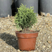 Пакет Иглолистни растения (Туя "Даника" ➕ Туя "Ауреа Нана" ➕Туя "Тин Тин")!