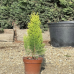 Пакет Иглолистни растения (Туя "Даника" ➕ Туя "Ауреа Нана" ➕Туя "Тин Тин")!