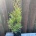 Туя Смарагд (60 см.)