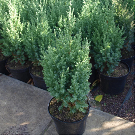 Юниперус Стрикта (Juniperus chinensis Stricta)