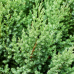 Юниперус Стрикта (Juniperus chinensis Stricta)