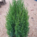 Юниперус Стрикта (Juniperus chinensis Stricta)