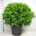 Thuja occidentalis 'Woodwardii'