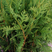 Thuja occidentalis 'Woodwardii'