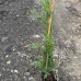 Кипарис Тотем (Sempervirens Totem) Кипарис Тотем (Sempervirens Totem)