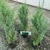Промо Пакет 3 бр. Юниперус Стрикта (Juniperus chinensis Stricta)