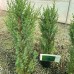 Промо Пакет 3 бр. Юниперус Стрикта (Juniperus chinensis Stricta)