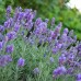 Лавандула Phenomenal'PBR