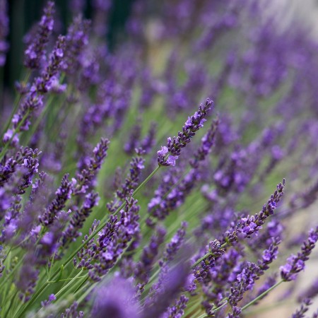 Лавандула Phenomenal'PBR