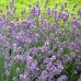 Лавандула Phenomenal'PBR