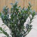 Prunus l. 'Otto Supreme'PBR