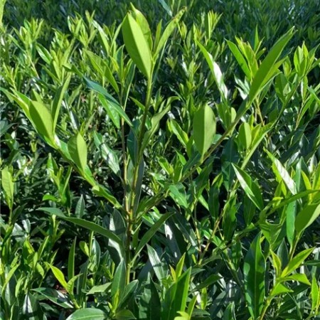 Prunus l. 'Otto Supreme'PBR