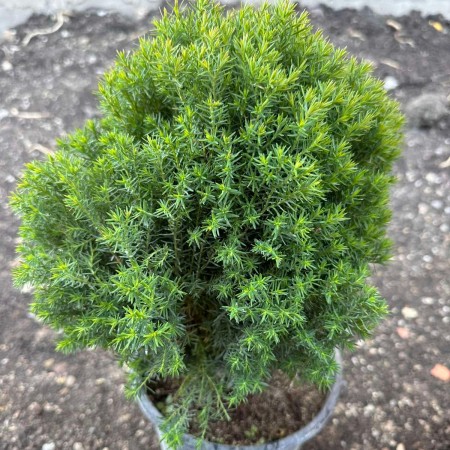 Западна туя Теди (Thuja Occidentalis Teddy)