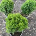 Западна туя Теди (Thuja Occidentalis Teddy)
