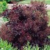 Cotinus cog. 'Royal Purple'
