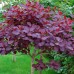 Cotinus cog. 'Royal Purple'