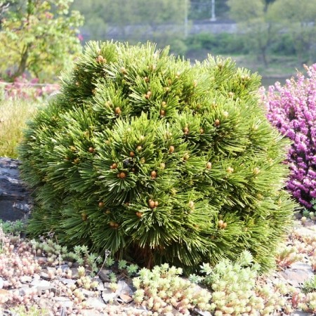 Pinus leucodermis 'Smidtii'