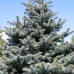 Picea pungens Super Blue 
